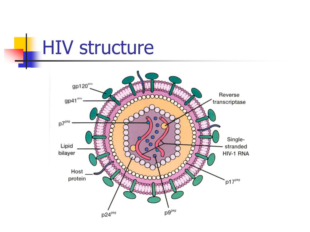 Human immunodeficiency virus. HIV virus structure. Вирус ВИЧ 1. HIV Genome. HIV-вирусы (лентивирусы).