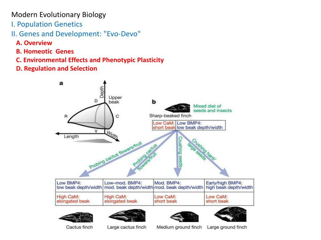 PPT - Modern Evolutionary Biology I. Population Genetics II. Genes and ...