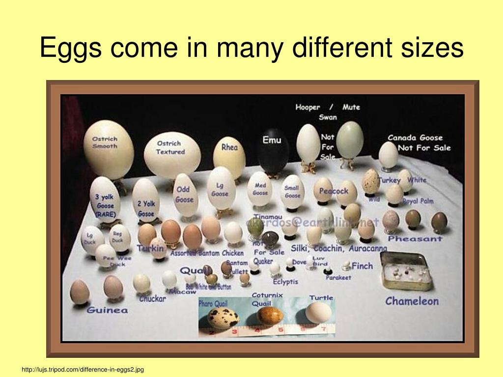 Размер яиц кур. Размер яиц. Размер куриного яйца. Диаметр куриного яйца. Размер яйца курицы.