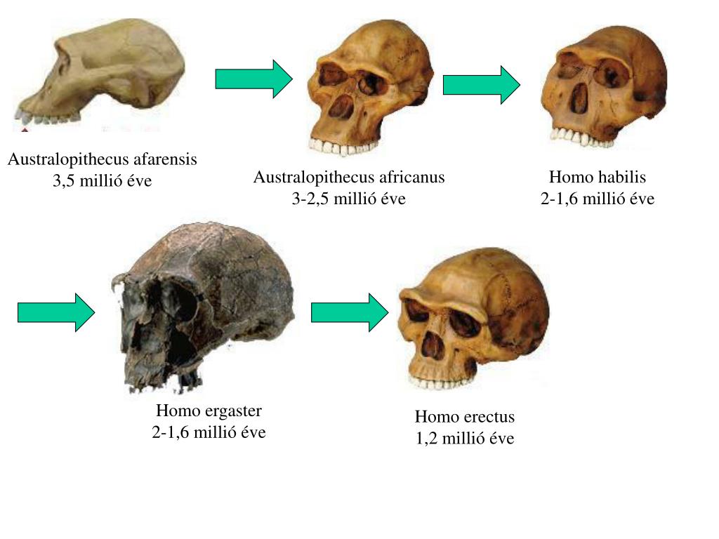 Австралопитек homo habilis. Australopithecus Afarensis (3.6-3.8 mil. Ani). Австралопитек афаренсис. Australopithecus Afarensis строение. Австралопитек хомо хабилис и Африканус.