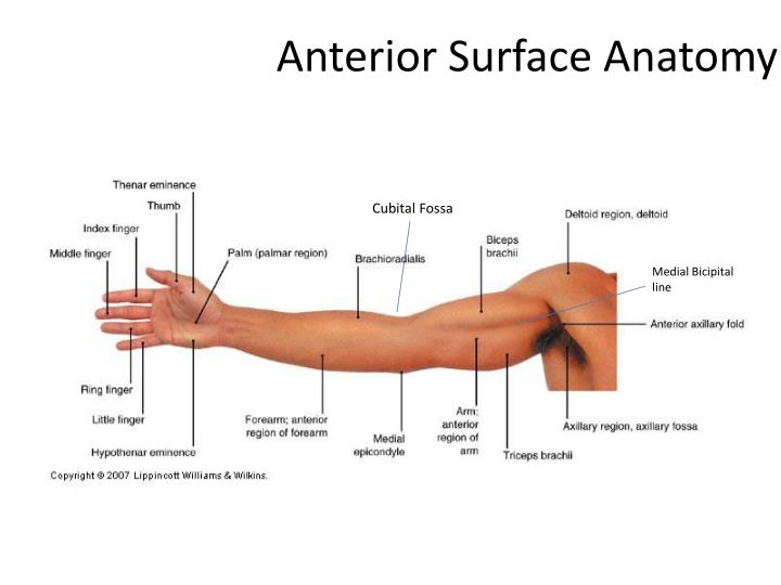 PPT - Humeroulnar Joint (Elbow) PowerPoint Presentation - ID:1800827
