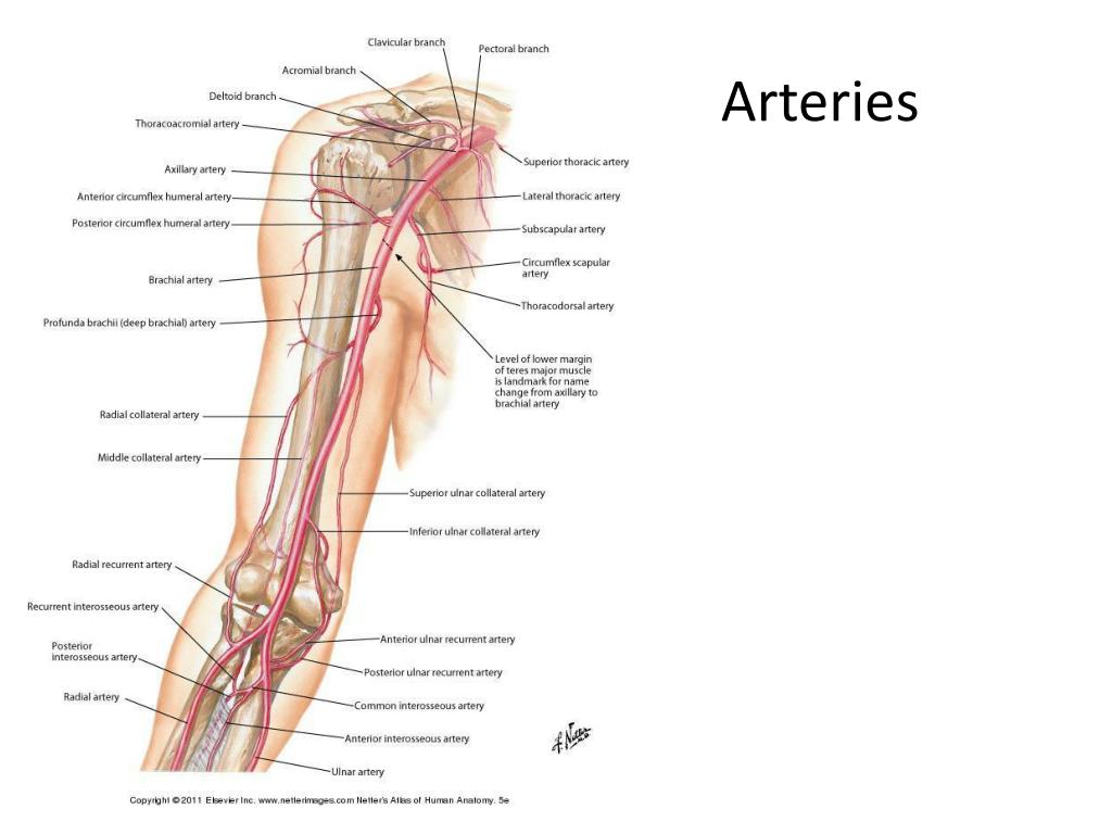 Кровообращение верхней конечности. Анатомия верхней конечности сосуды и нервы. Бедренная артерия Вена нерв. Подмышечная и плечевая артерии схема. Кубитальная Вена верхней конечности.