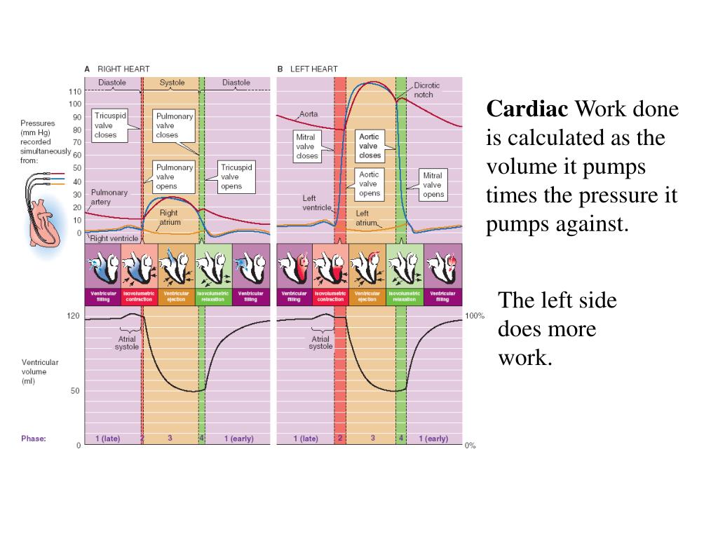 PPT The heart consists of two parallel pumps . The right ventricle
