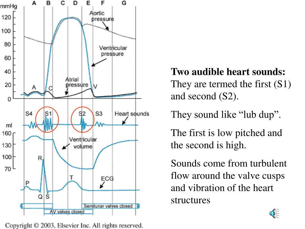 PPT The heart consists of two parallel pumps . The right ventricle