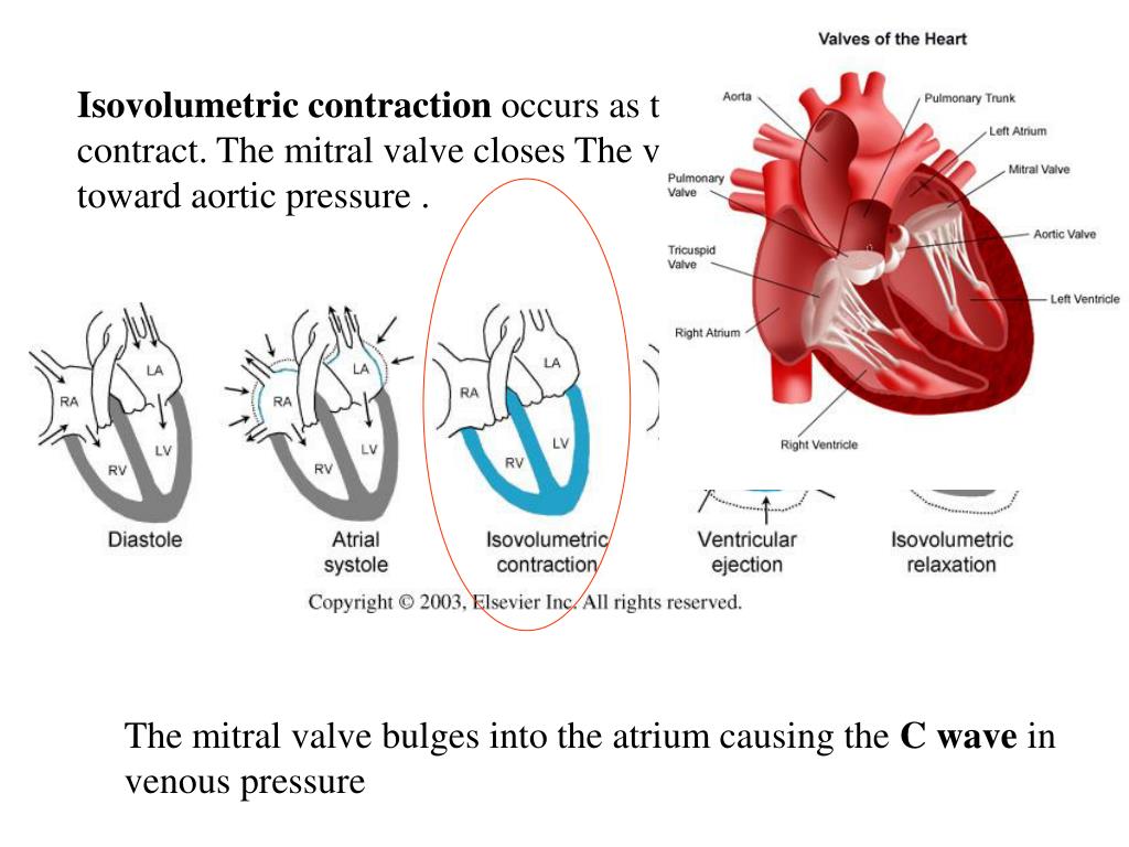 PPT The heart consists of two parallel pumps . The right ventricle