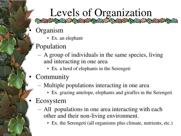 organization as organism Organism metaphor of an organization organism metaphor of an organization introduction all the organizational theories and management comprises of metaphors or particular images that allows us to understand and visualize conditions in. organization as organism Organism metaphor of an organization organism metaphor of an organization introduction all the organizational theories and management comprises of metaphors or particular images that allows us to understand and visualize conditions in.