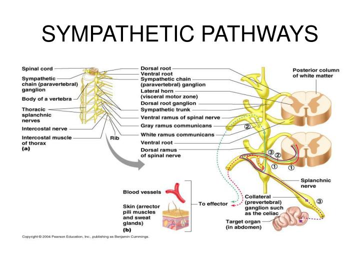 PPT - THE AUTONOMIC NERVOUS SYSTEM PowerPoint Presentation - ID:1801399