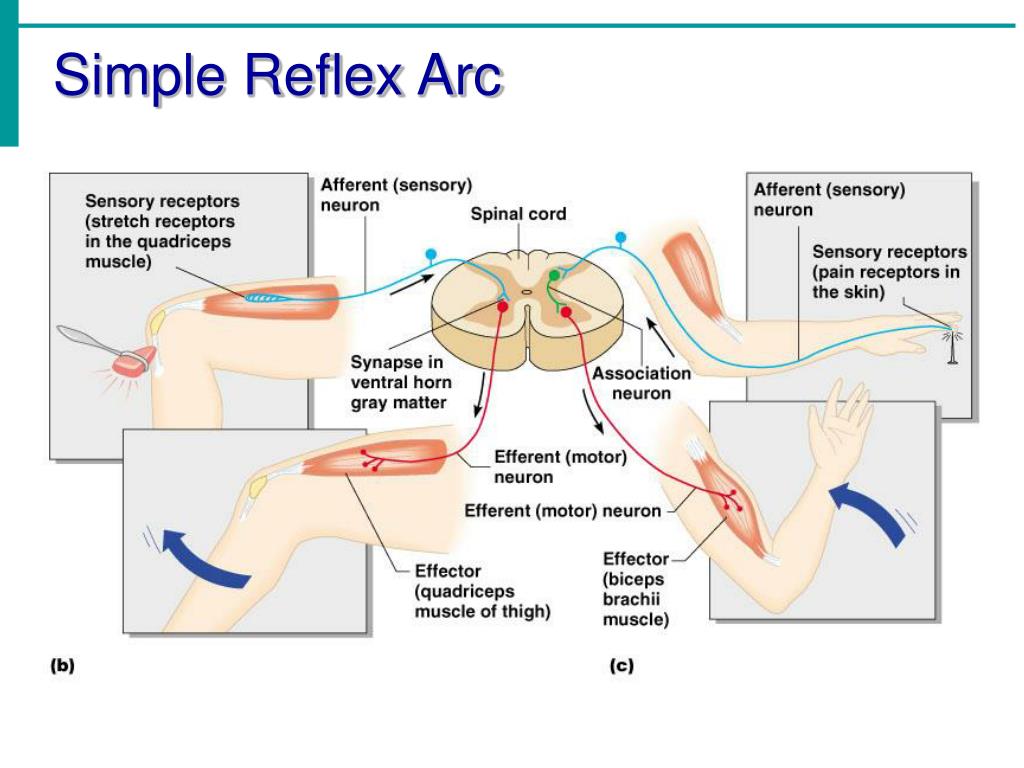 Самое рефлекс. 2 Neuron's Reflex Arcs. Spinal Reflex Arc. Reflex Arch. Receptors Reflex Arc.