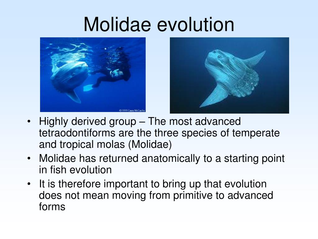 PPT - Ocean Sunfish Mola mola PowerPoint Presentation, free