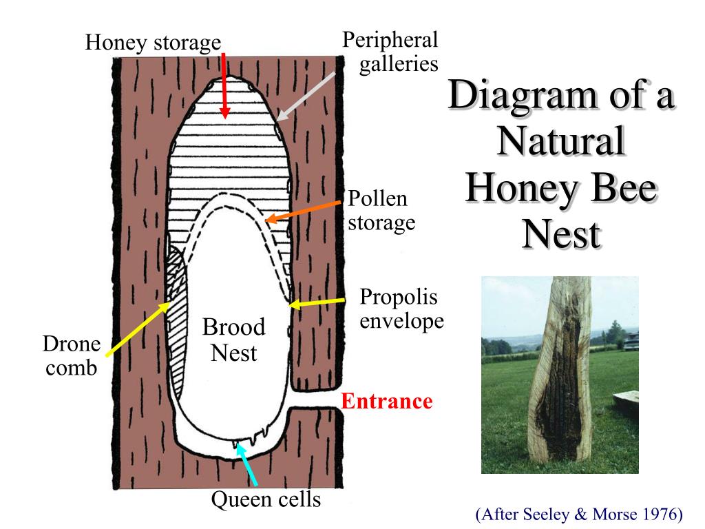 Natural Beehive Diagram