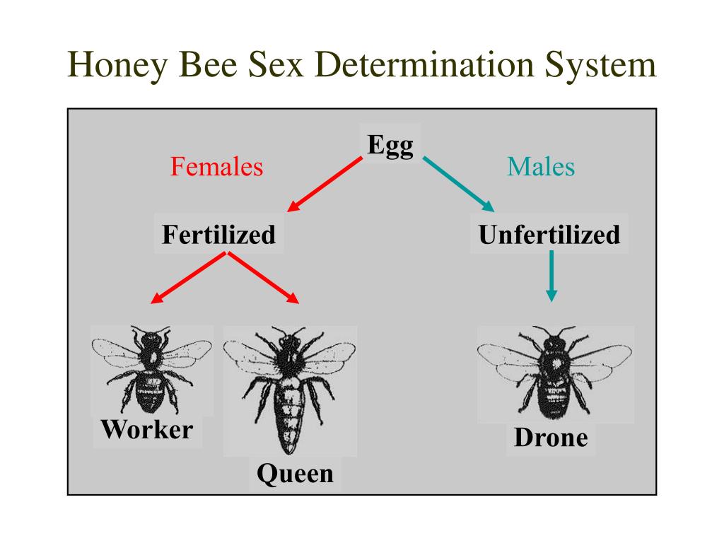 Ppt Honey Bee Biology The Basis For Colony Management Powerpoint Presentation Id1803074