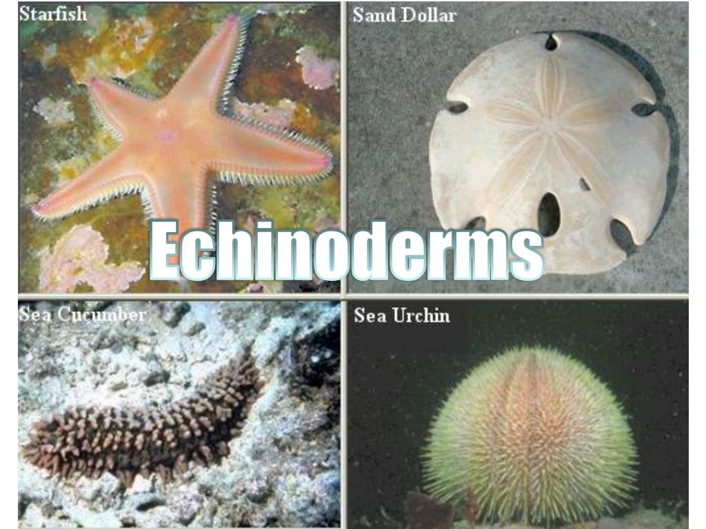 PPT - Echinoderms PowerPoint Presentation, free download - ID:1804871