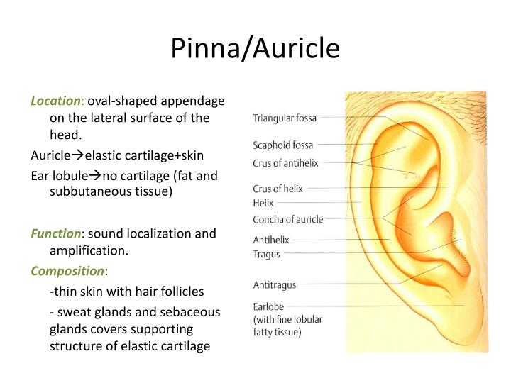 PPT THE EAR PowerPoint Presentation ID1805221