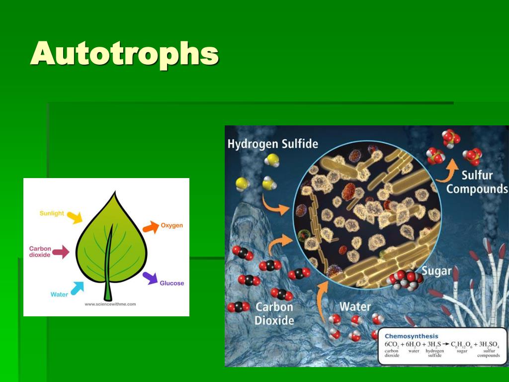PPT Ecology 2 PowerPoint Presentation Free Download ID 1805483 ppt-ecology-2-powerpoint-presentation-free-download-id-1805483