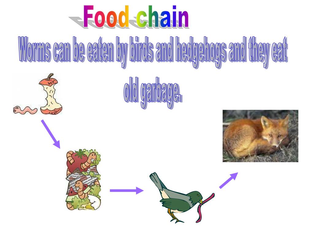 worms PowerPoint Presentation, free download Biology Diagrams