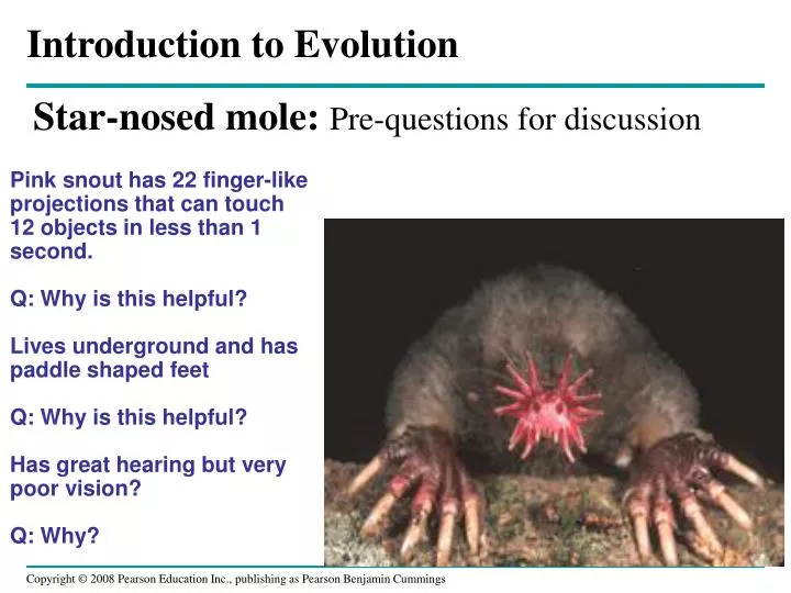 Ppt Star Nosed Mole Pre Questions For Discussion Powerpoint Presentation Id 1805905