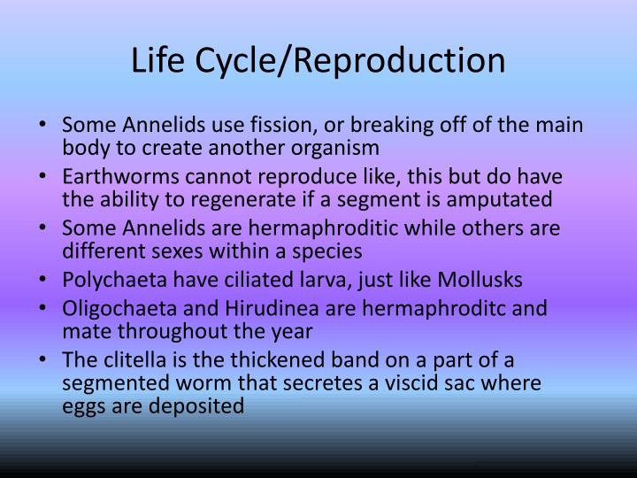 PPT - Mollusca and Annelida PowerPoint Presentation - ID:1805959