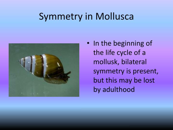 PPT - Mollusca and Annelida PowerPoint Presentation - ID:1805959