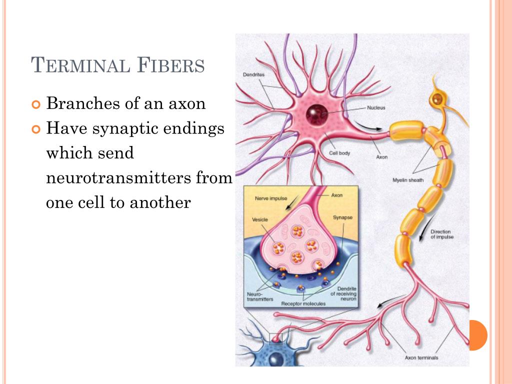 PPT - The Nervous System PowerPoint Presentation, free download - ID
