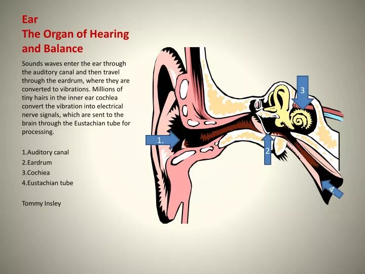 Ppt Ear The Organ Of Hearing And Balance Powerpoint Presentation