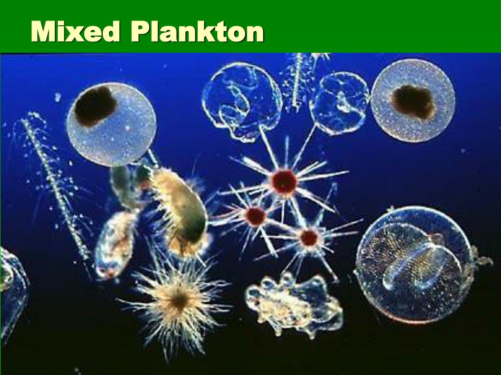 Фитопланктон уровень. Фитопланктон нанопланктон зоопланктон. Планктон фито зоопланктон. Фитопланктон мирового океана. Фитопланктон в океане.