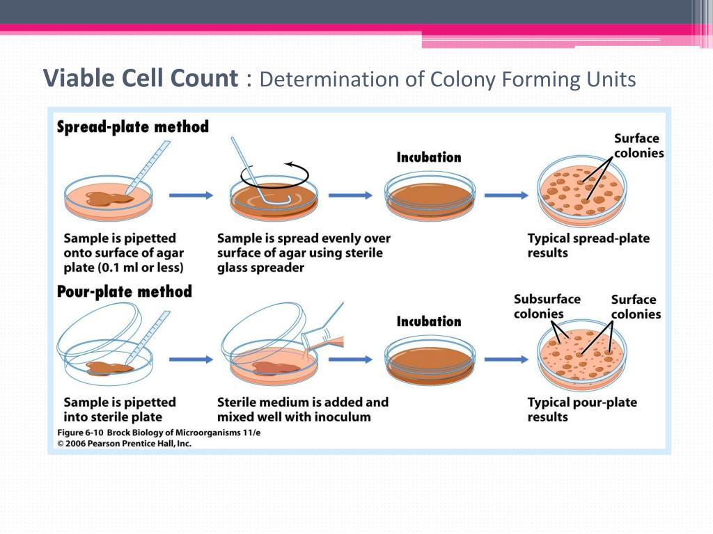 Method of determination. Viable Plate count method. Pour Plate method. Colony-forming Unit -CFU. CFU что это в микробиологии.