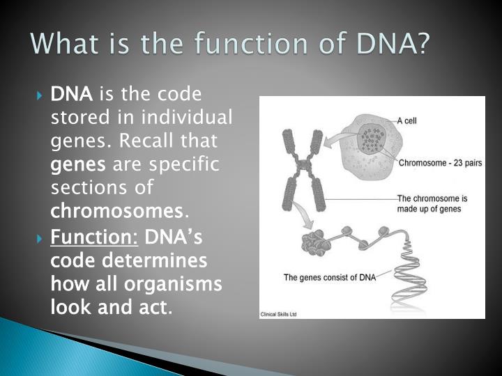 Ppt introduction to dna powerpoint presentation id 1810131