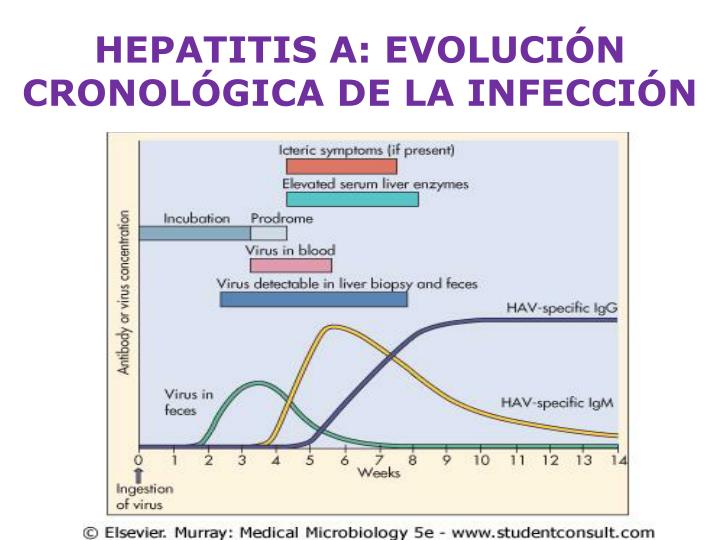 PPT - Tema 23. Hepatitis Entéricas PowerPoint Presentation - ID:1810733