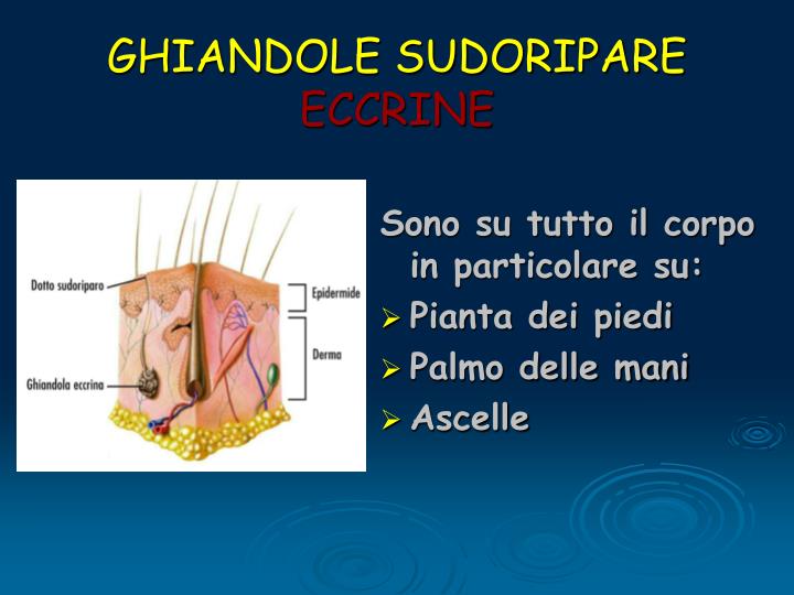 Cos è L Apparato Tegumentario