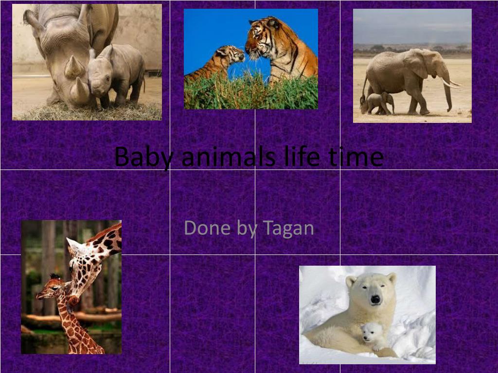 PPT - Baby animals life time PowerPoint Presentation, free download -  ID:1811433