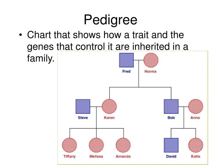 PPT - Pedigree PowerPoint Presentation - ID:1813552