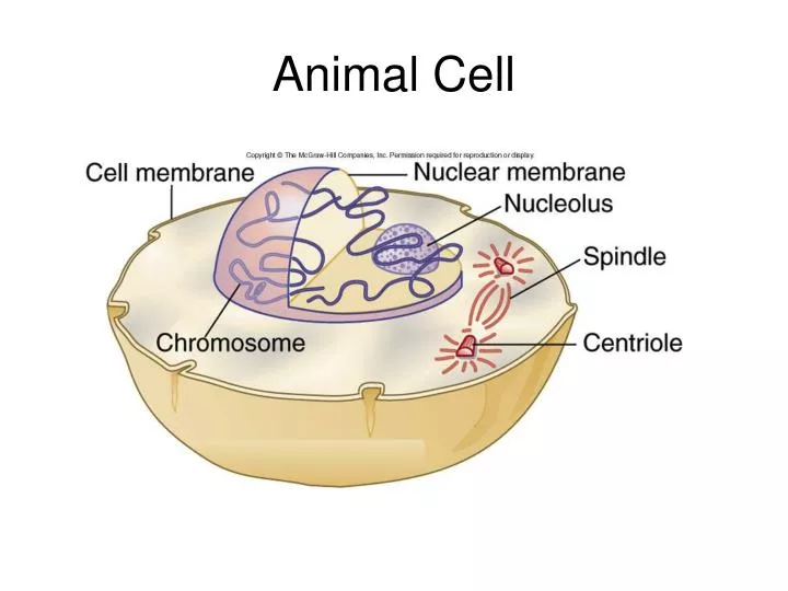 PPT - Animal Cell PowerPoint Presentation, free download - ID:1814581