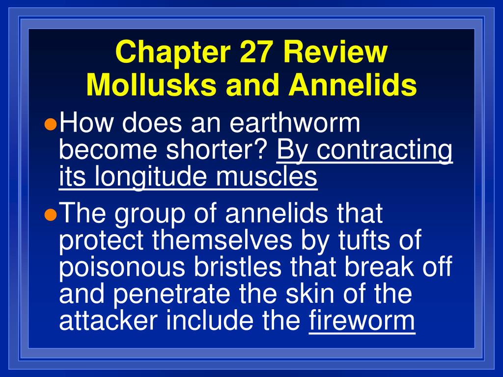 Ppt Chapter 27 Review Mollusks And Annelids Powerpoint Presentation 