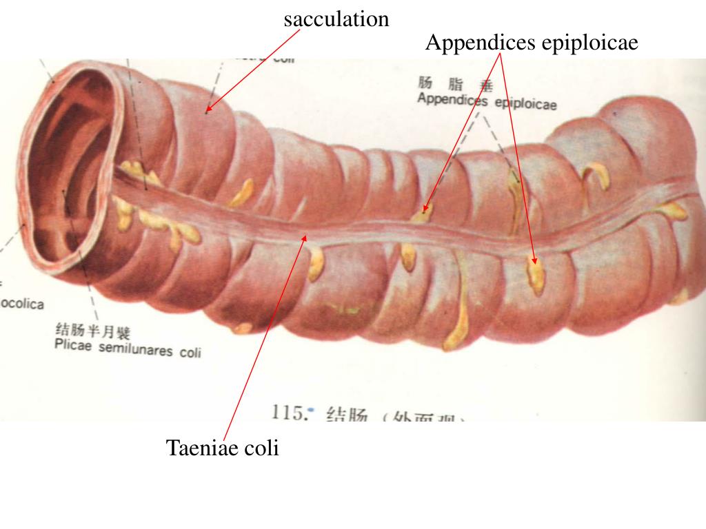 Расширение слепой кишки латынь. Appendices Epiploicae толстой кишки. Сальниковые отростки Appendices Epiploicae.