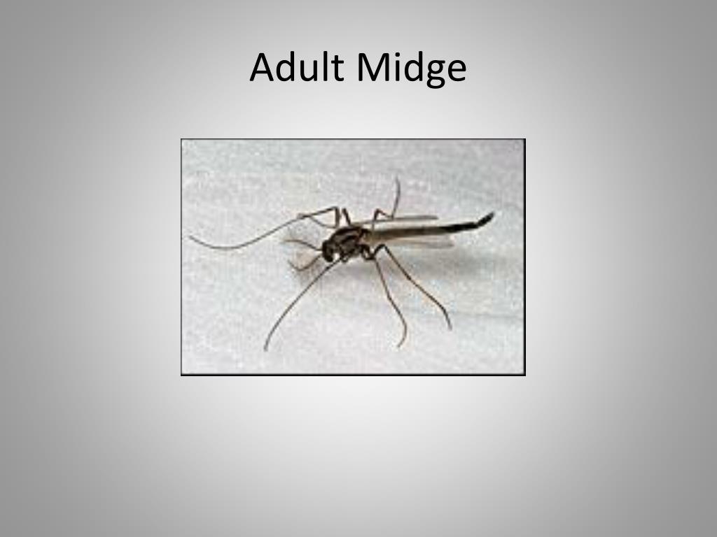 PPT Fishing Midges in Central Oregon Lakes PowerPoint Presentation