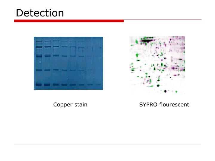 PPT - Two dimensional gel electrophoresis PowerPoint Presentation - ID ...