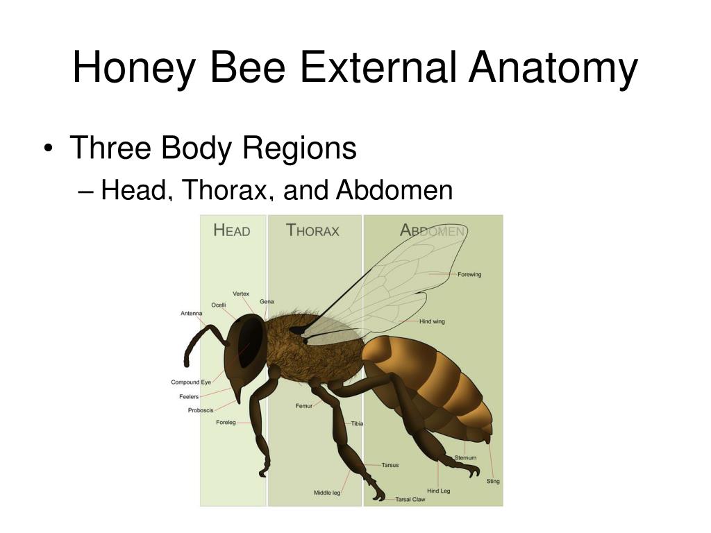 PPT - Honey Bee Apis mellifera Anatomy & Biology PowerPoint