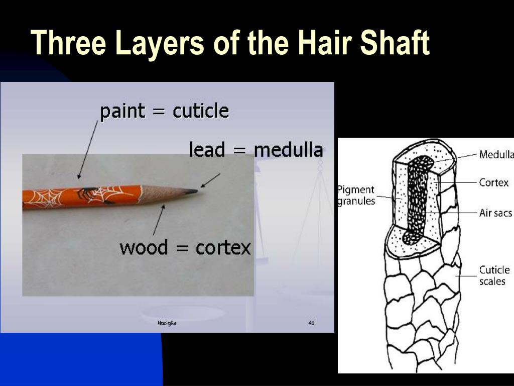 Three Layers Of The Hair Shaft L 