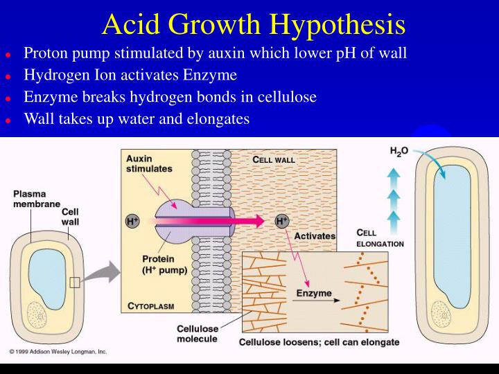 PPT Control Systems in Plants PowerPoint Presentation