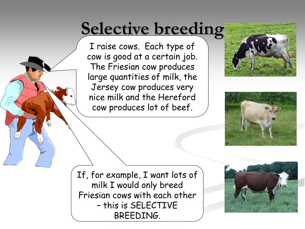 PPT B1b 6 Variation PowerPoint Presentation Free Download ID 1818650