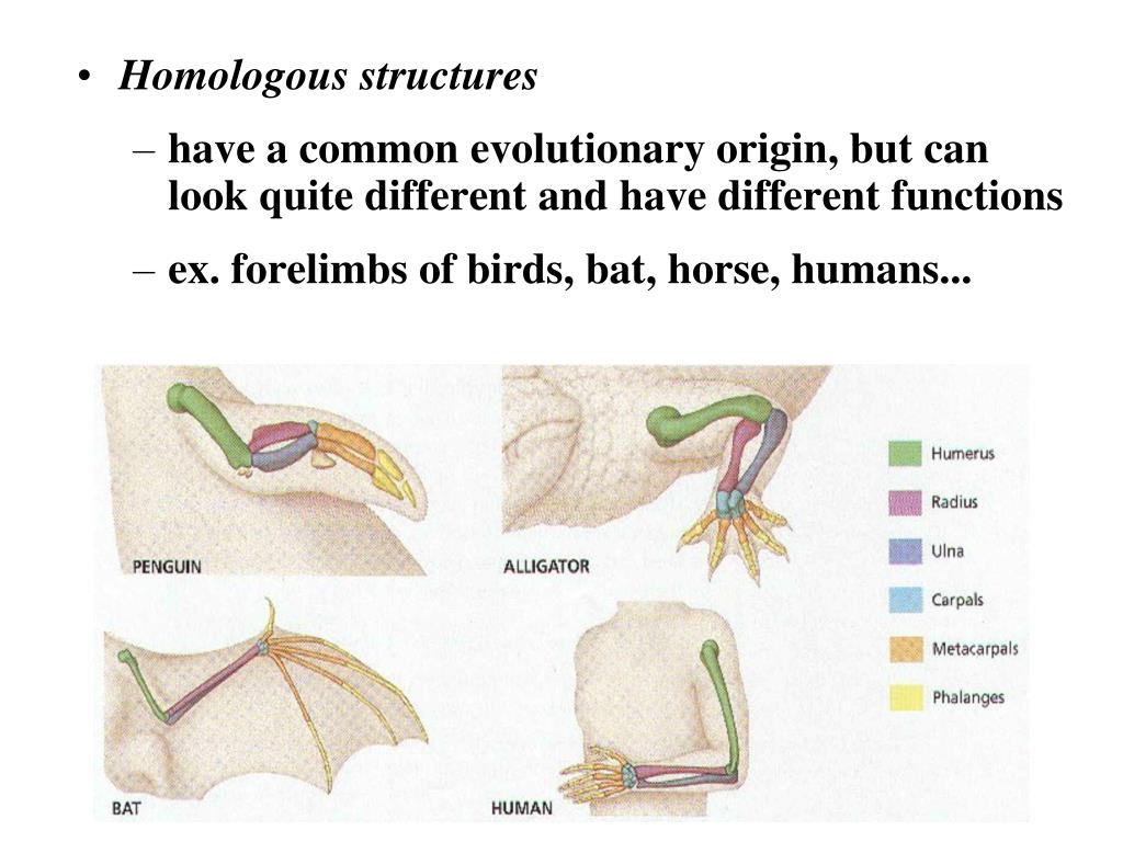 PPT - Evidence for Evolution (Chapter 18 and…) PowerPoint Presentation