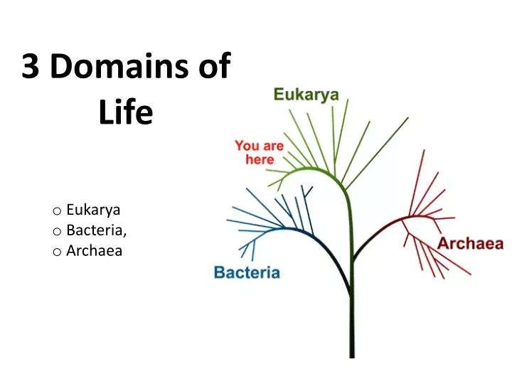 Ppt 3 domains of life powerpoint presentation free download id 1818805