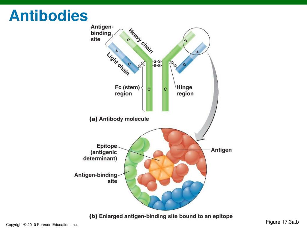 PPT - Chapter 17 PowerPoint Presentation, free download - ID:1818855