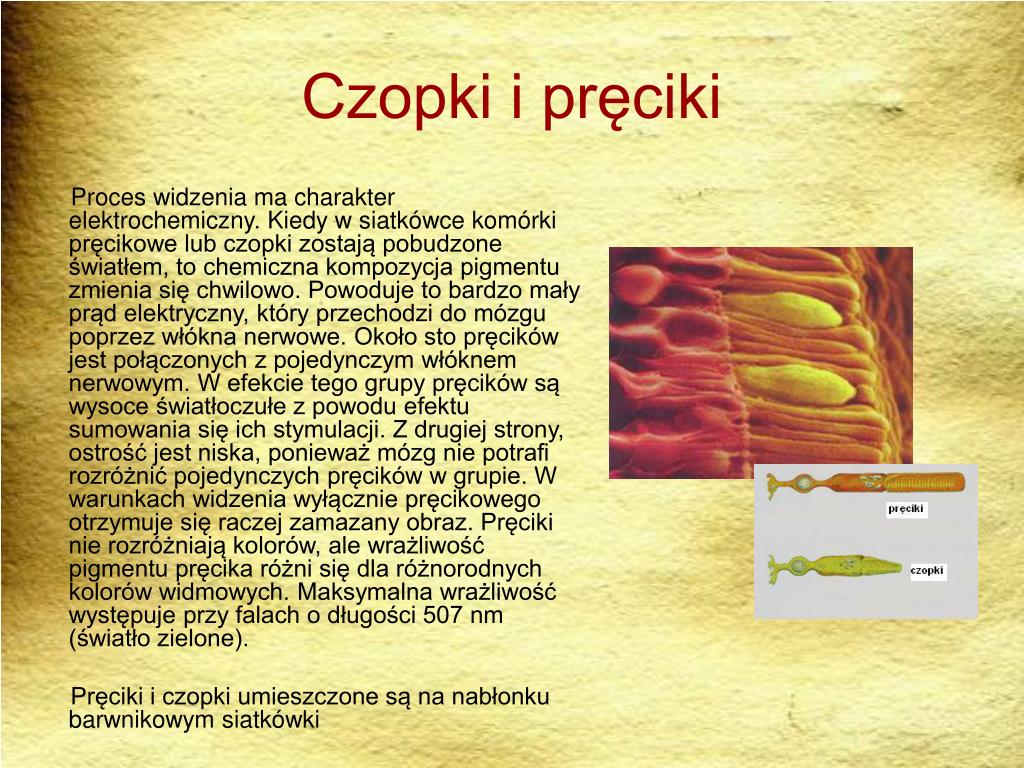 Pręciki I Czopki To Komórki światłoczułe Które Znajdują Się W PPT - BIOFIZYKA NARZĄDU WZROKU PowerPoint Presentation, free download