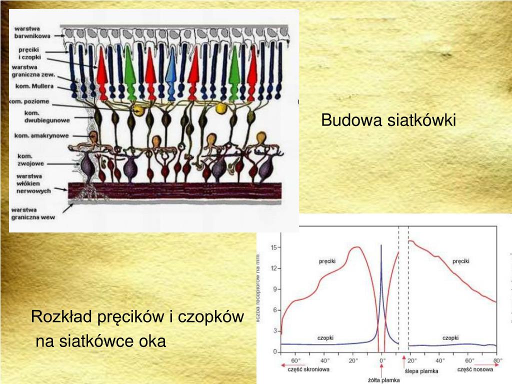 Pręciki I Czopki To Komórki światłoczułe Które Znajdują Się W PPT - BIOFIZYKA NARZĄDU WZROKU PowerPoint Presentation, free download