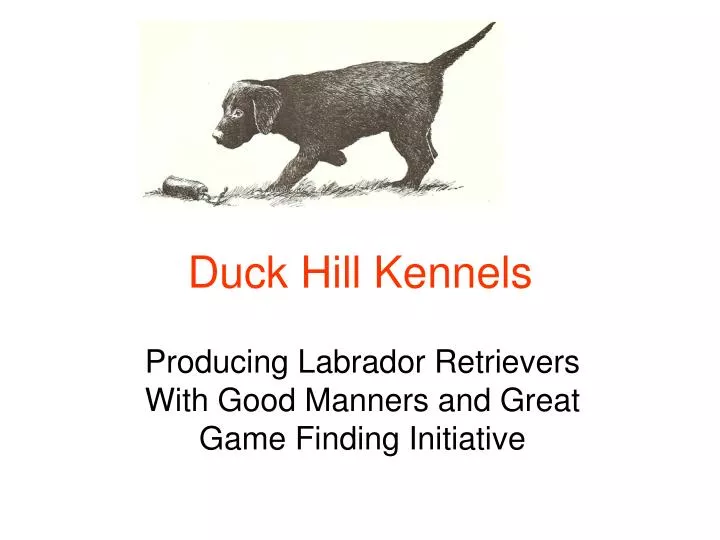 duck hill kennels n.