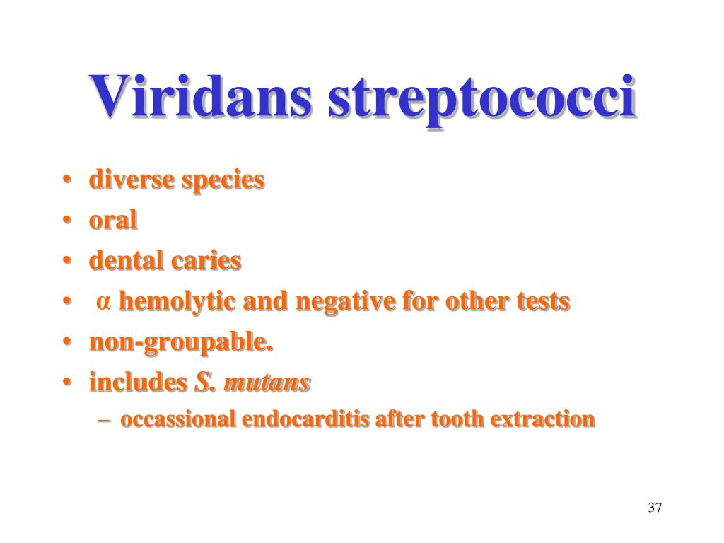 Streptococcus viridans что это. Стрептококк вириданс антибиотики. Streptococcus Viridans 10 к 5 кое/мл. Streptococcus Viridans норма у взрослого мужчины.