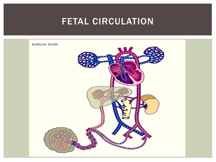 PPT - Fetal Circulation PowerPoint Presentation - ID:1820986