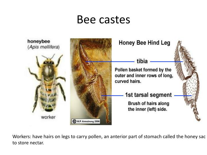 PPT - Bee dissection PowerPoint Presentation - ID:1821038