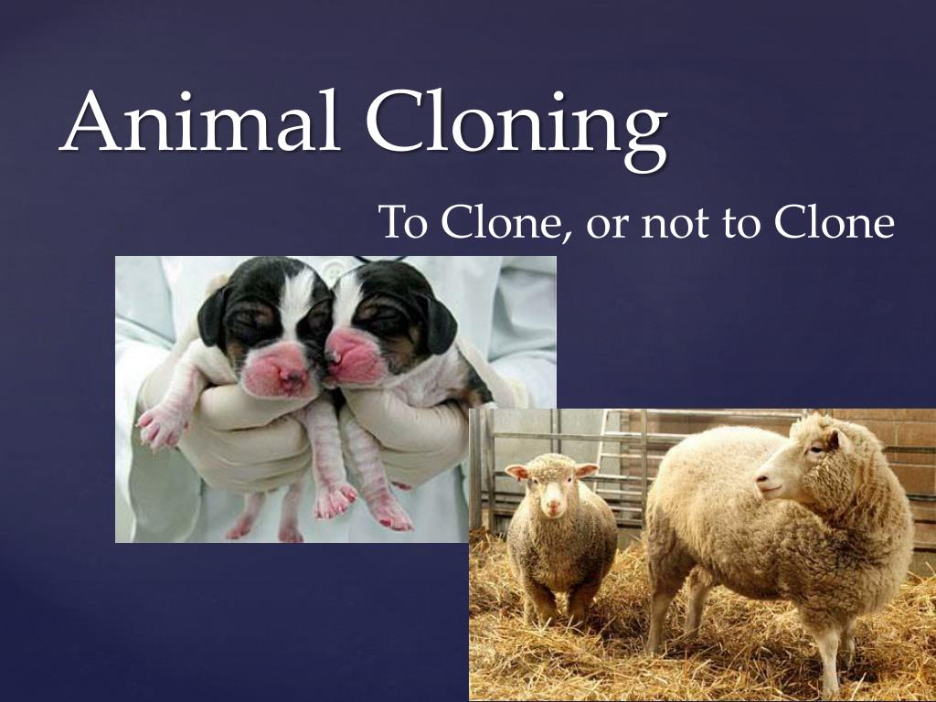 PPT - Animal Cloning PowerPoint Presentation, free download - ID:1821274